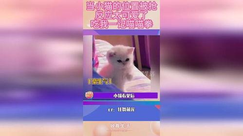 网红喵喵球吃瓜的关键词,揭秘网红界的最新热点事件